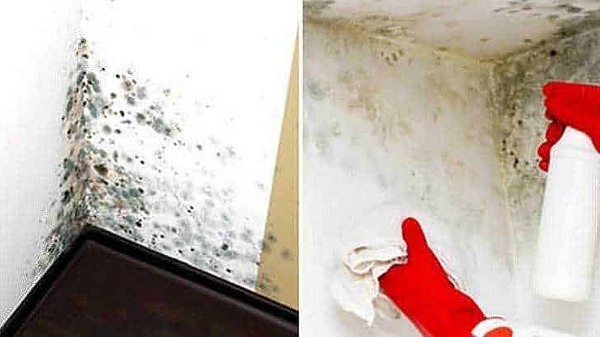 Muffa nera nell'angolo tra parete e soffitto