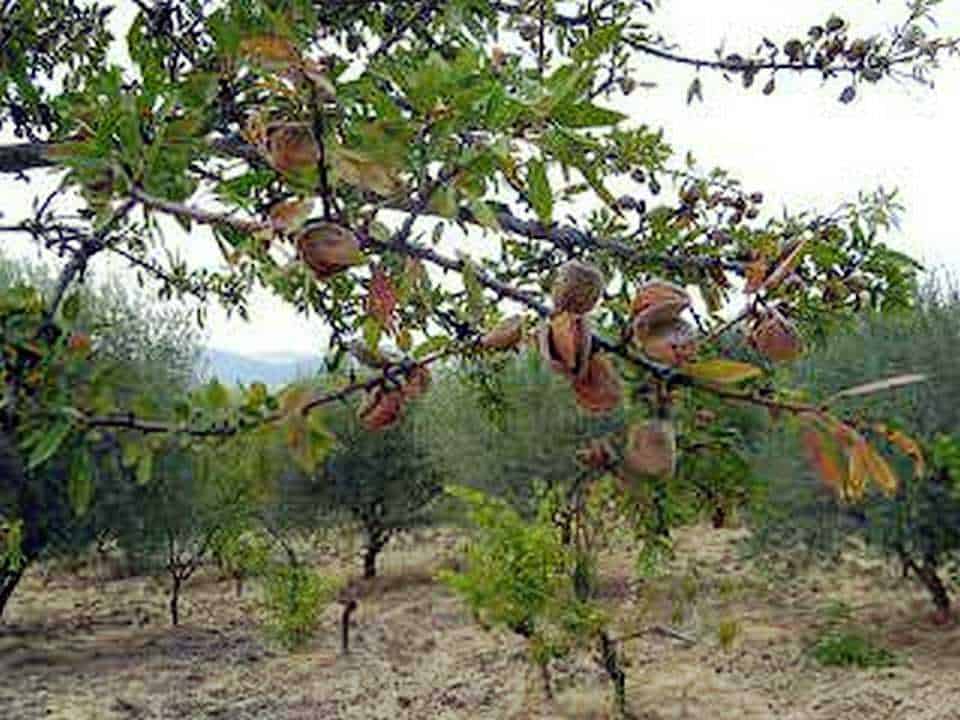 Frutti di nespola su un albero in un giardino, pronti per la raccolta o consumo. Albero di nespola con foglie verdi e frutti maturi, in crescita naturale su un terreno arido.
