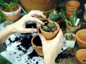 Terralba di mani che piantano e curano piccoli cactus in vasi di terracotta, ambiente di giardino con altre piante grasse peril giardinaggio e decorazione.