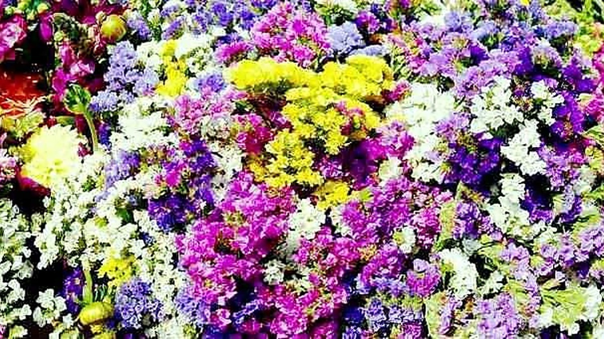 Colorata composizione di fiori primaverili con tonalità di viola, rosa, giallo e bianco. Perfetta per decorazioni e giardini, evoca freschezza e bellezza naturale.