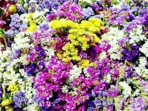Colorata composizione di fiori primaverili con tonalità di viola, rosa, giallo e bianco. Perfetta per decorazioni e giardini, evoca freschezza e bellezza naturale.