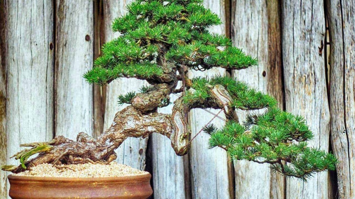 Un bonsai di pino in vaso con sfondo di legno, rappresenta l'arte di coltivare alberi in miniatura per decorazione e meditazione. Perfetto esempio di giardinaggio bonsai e cultura orientale.