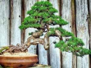 Un bonsai di pino in vaso con sfondo di legno, rappresenta l'arte di coltivare alberi in miniatura per decorazione e meditazione. Perfetto esempio di giardinaggio bonsai e cultura orientale.