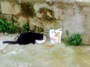 Mangiare per i gatti randagi, cibo per gatti abbandonati, aiuto agli animali, cura e alimentazione felina, campagne di adozione gatti.