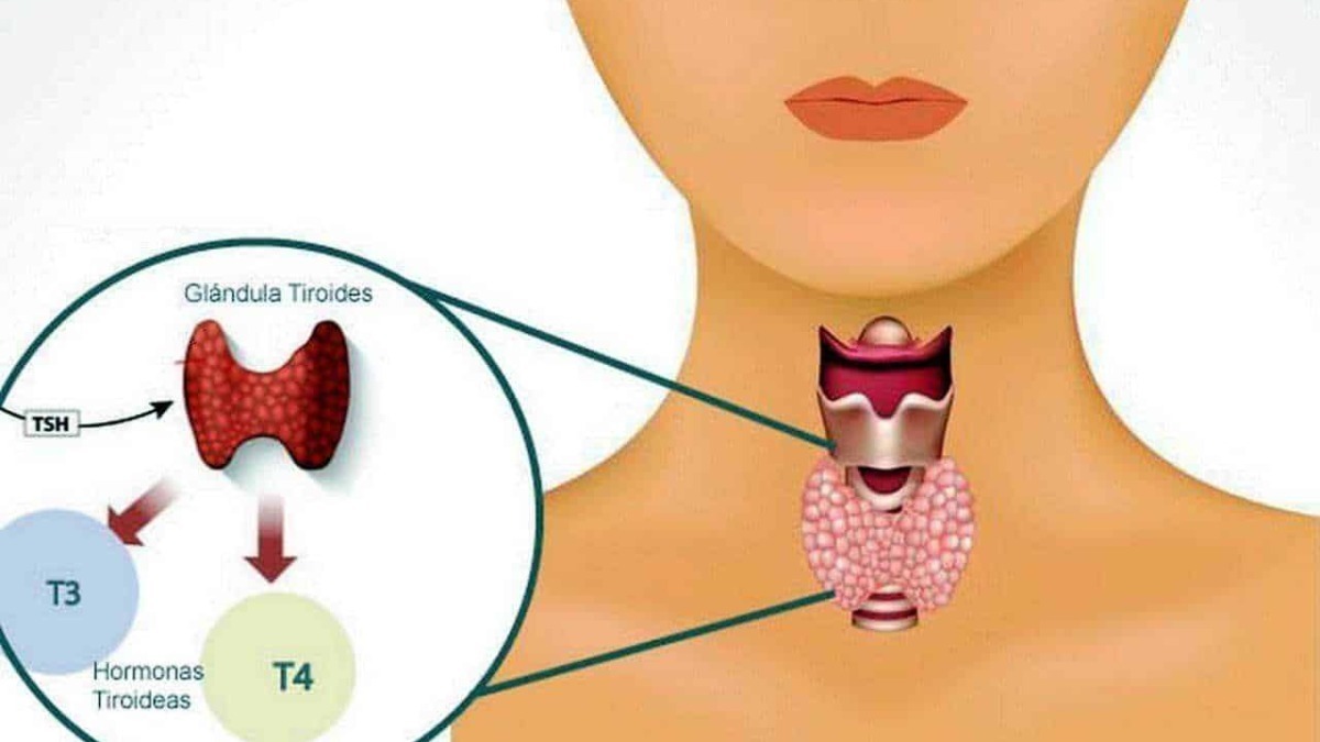 Sagoma della tiroide umana con dettagli anatomici e funzioni ormonali, evidenziata per un approfondimento sulla fisiologia tiroidea e le sue ghiandole endocrine.