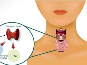 Sagoma della tiroide umana con dettagli anatomici e funzioni ormonali, evidenziata per un approfondimento sulla fisiologia tiroidea e le sue ghiandole endocrine.