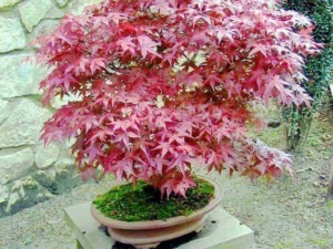 Acer palmatum bonsai con foglie rosse ornamentali
