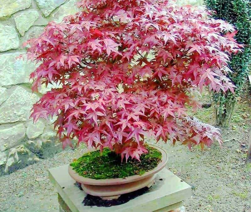 Acer palmatum bonsai con foglie rosse ornamentali