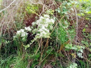 Fiore bianco selvatico tra foglie verdi e rami secchi, ambiente naturale, fotografia di piante e fiori di campagna, decorativo e botanico, perfetto per appassionati di natura e flora selvaggia.