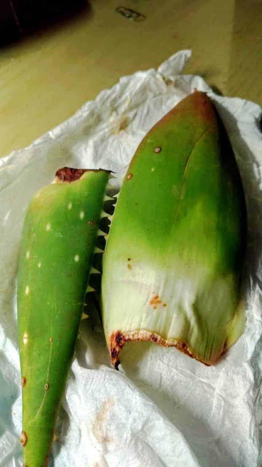 Aloe Vera pianta succulenta in giardino con piante verdi e recinzione metallica sullo sfondo, crescita rigogliosa e ambientazione soleggiata, perfetta per il blog di appunti sul giardinaggio e piante medicinali.