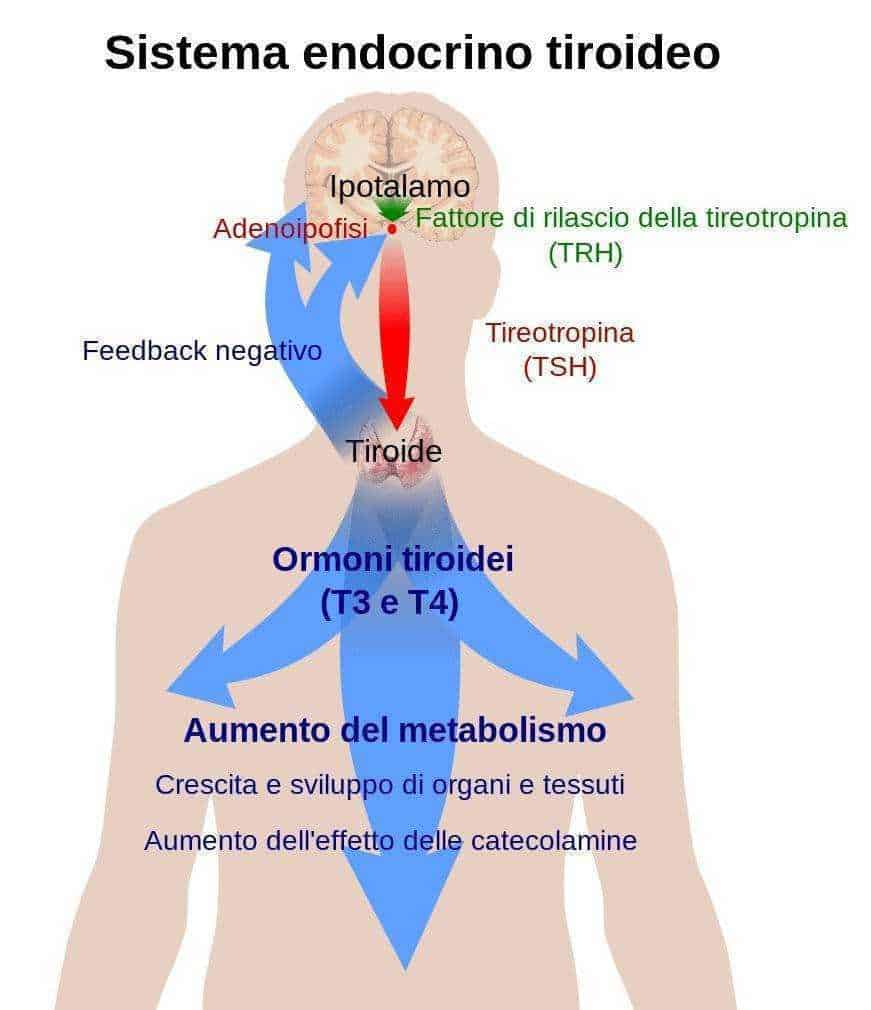 Settimana mondiale della tiroide 2019: Sagoma della tiroide umana con dettagli anatomici e funzioni ormonali, evidenziata per un approfondimento sulla fisiologia tiroidea e le sue ghiandole endocrine.