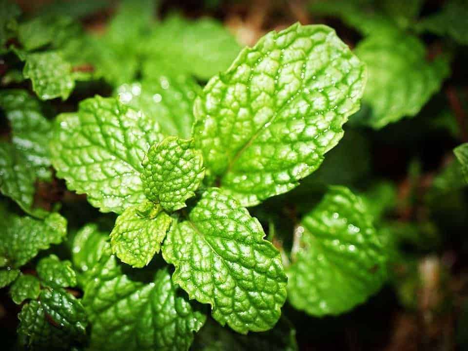 Olio essenziale: 10 profumi usati nei prodotti per il corpo delle donne