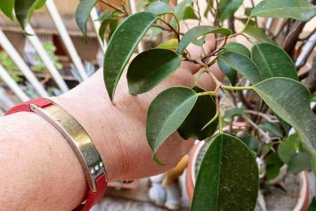Bracciale Hip Titan BioHealth
