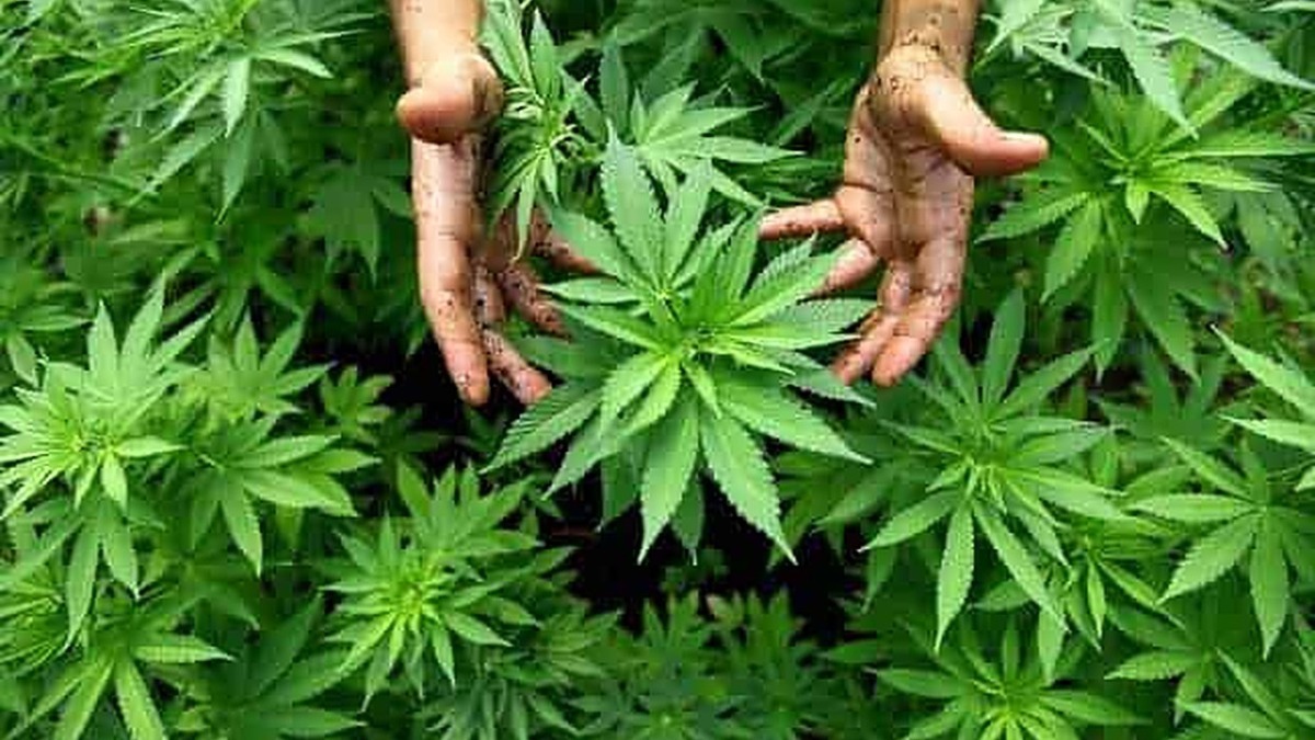 Foglia di marijuana in fase di crescita, coltivazione indoor di cannabis.