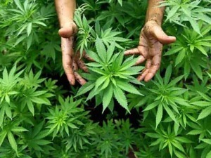 Foglia di marijuana in fase di crescita, coltivazione indoor di cannabis.