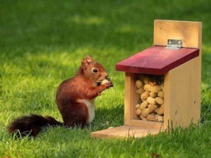 Semi di nocciola in mangiatoia per scoiattoli, scoiattolo che mangia nocciola, alimentazione degli scoiattoli, alimenti naturali per scoiattoli in giardino, snack per scoiattoli all'aperto.