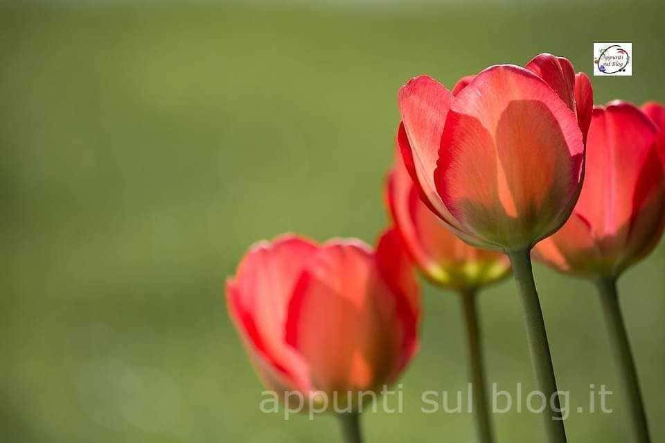16 Piante e fiori purifica aria in casa