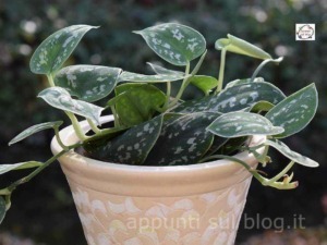 Pianta di pothos variegato in vaso decorativo, perfetta per interni e uffici, facile da curare e stabile, con foglie verdi puntinate di bianco. Ideale per aggiungere un tocco di natura alla casa.