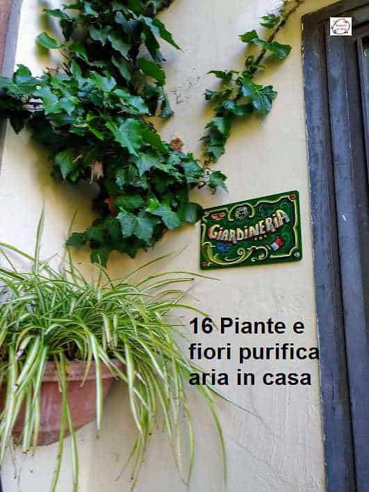 Piante che purificano l'aria di casa: Piante e fiori purificano l'aria in casa, decorazione con piante verdi in vaso, buon metodo naturale per migliorare l'aria domestica.