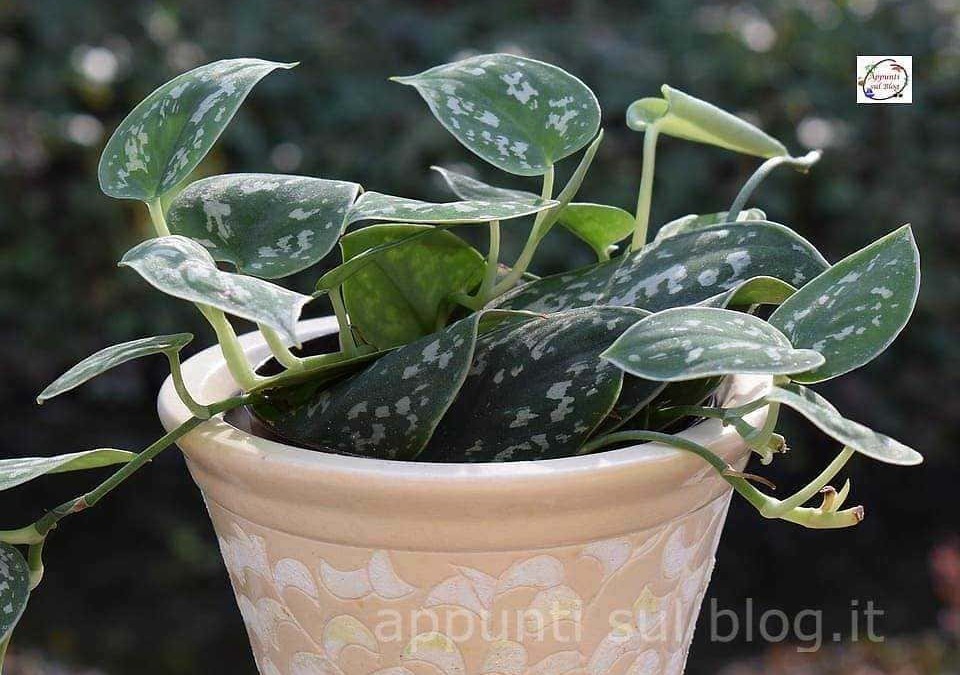 Pianta di pothos variegato in vaso decorativo, perfetta per interni e uffici, facile da curare e stabile, con foglie verdi puntinate di bianco. Ideale per aggiungere un tocco di natura alla casa.