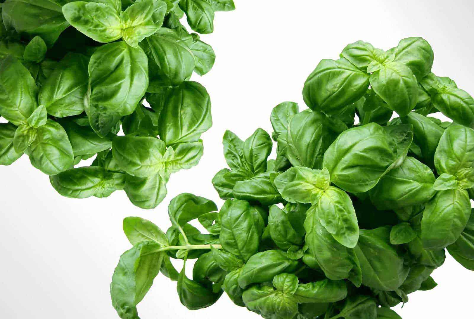 Basilico fresco e verdeggiante su sfondo bianco, ideale per ricette mediterranee e tisane naturali. Aroma intenso e foglie pregiate, perfette per cucina salutare.