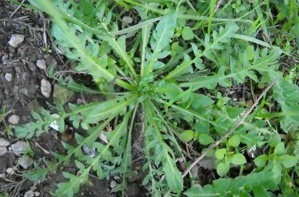 Necromzia erba infestante, pianta invasiva diffusa in campagna, caratterizzata da foglie lunghe e frastagliate, cresce rapidamente nel terreno e può danneggiare altre colture agricole.