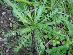 Necromzia erba infestante, pianta invasiva diffusa in campagna, caratterizzata da foglie lunghe e frastagliate, cresce rapidamente nel terreno e può danneggiare altre colture agricole.