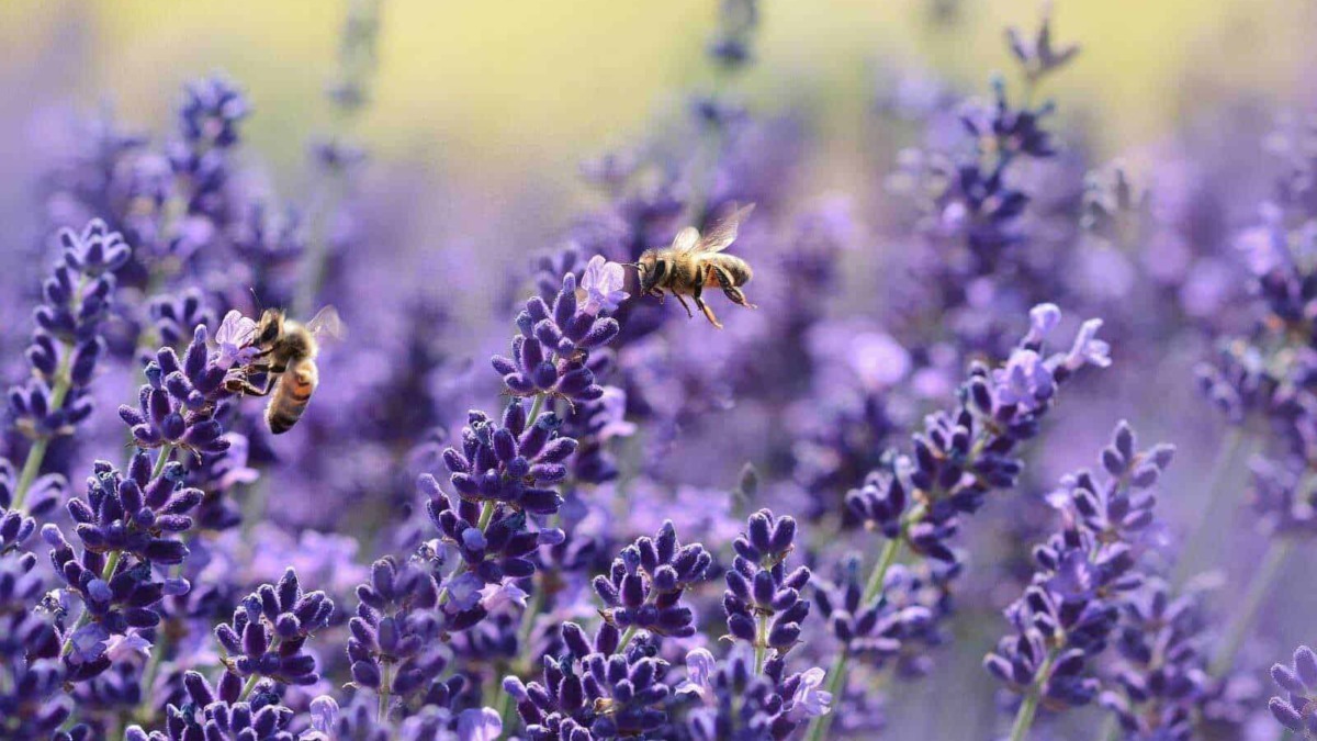 Fiori di lavanda con api che impollinano, suggestivo paesaggio naturale per l'arte del giardinaggio, aromaterapia e benessere.