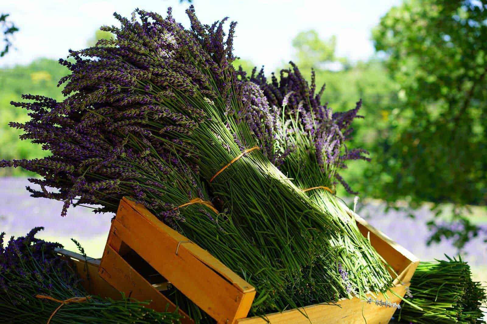Lavanda antistress della medicina naturale 2 Lavanda antistress della medicina naturale