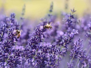Fiori di lavanda con api che impollinano, suggestivo paesaggio naturale per l'arte del giardinaggio, aromaterapia e benessere.