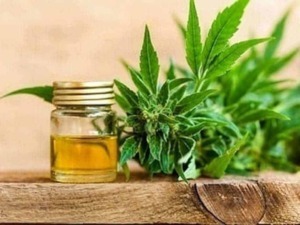 Olio di Cbd
