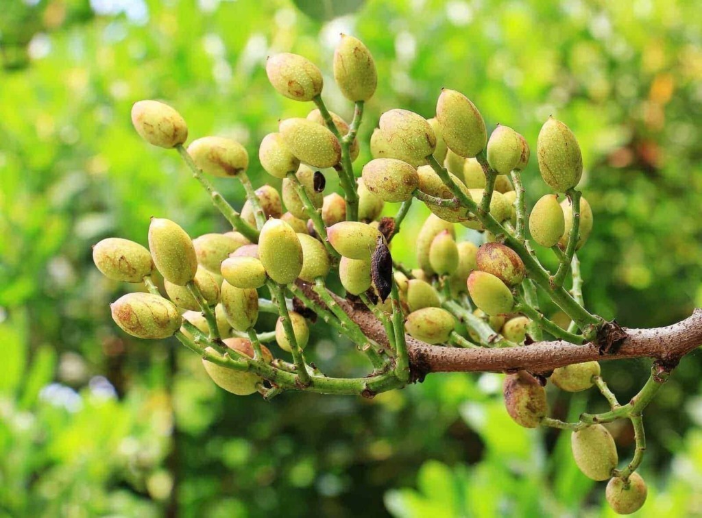 Origine del pistacchio 