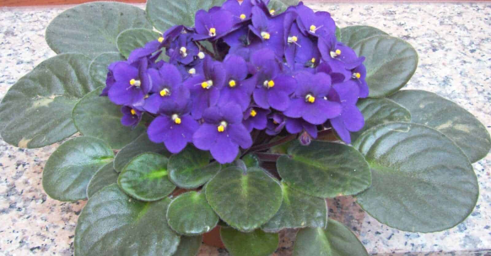 Fiori d'inverno: Colorate composizioni di fiori freschi e secchi in vasi di cemento sulla strada, perfette per decorare esterni e ambienti naturali, esempio di un allestimento floreale elegante e colorato.