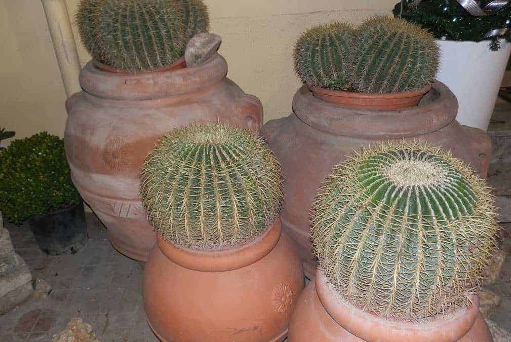Piante di cactus in vasi di terracotta, decorazioni da giardino, piante succulente resistenti, elementi di arredo verde, cura delle piante grasse, ambienti outdoor, stile naturale.