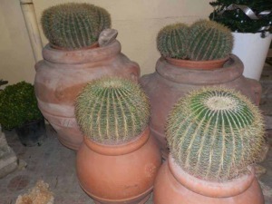 Piante di cactus in vasi di terracotta, decorazioni da giardino, piante succulente resistenti, elementi di arredo verde, cura delle piante grasse, ambienti outdoor, stile naturale.