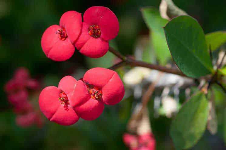 Euphorbia milii fiorita, pianta grassa da interno con brattee rosse