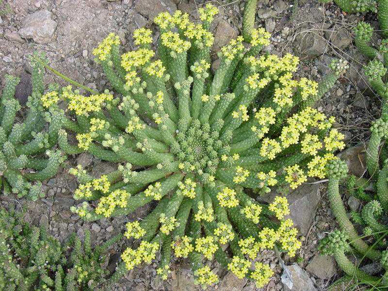 Euphorbia testa di Medusa, pianta grassa con rami a serpente