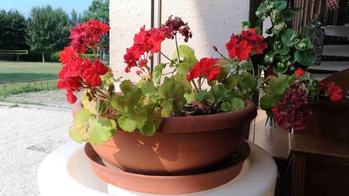 Vaso di gerani rossi in terrazza con sfondo verde e cielo blu, ideale decorazione per esterni e giardini, cura delle piante da balcone.