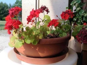 Vaso di gerani rossi in terrazza con sfondo verde e cielo blu, ideale decorazione per esterni e giardini, cura delle piante da balcone.
