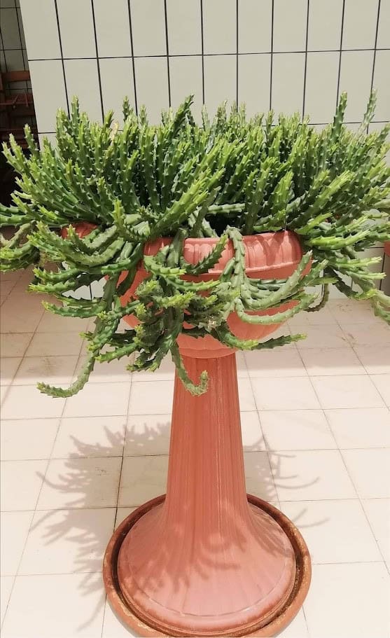 Euforbia testa di Medusa in vaso tra le piante grasse da interno