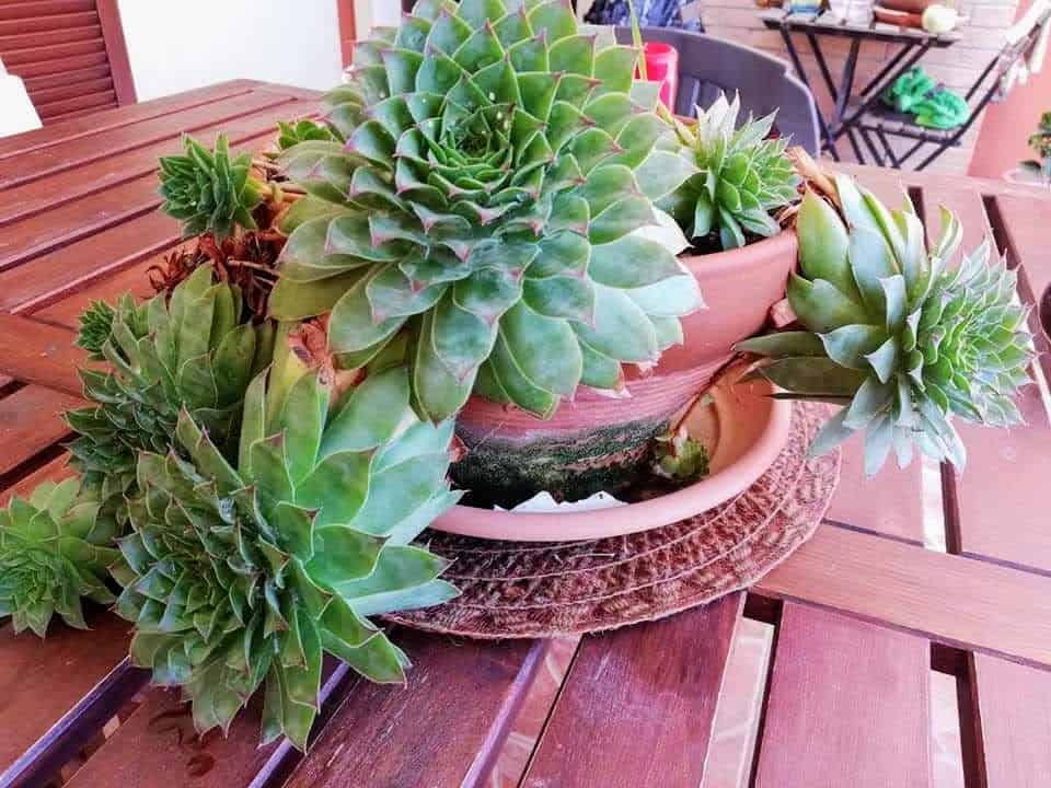 Piante grasse fiorite da interno in vaso su un davanzale luminoso