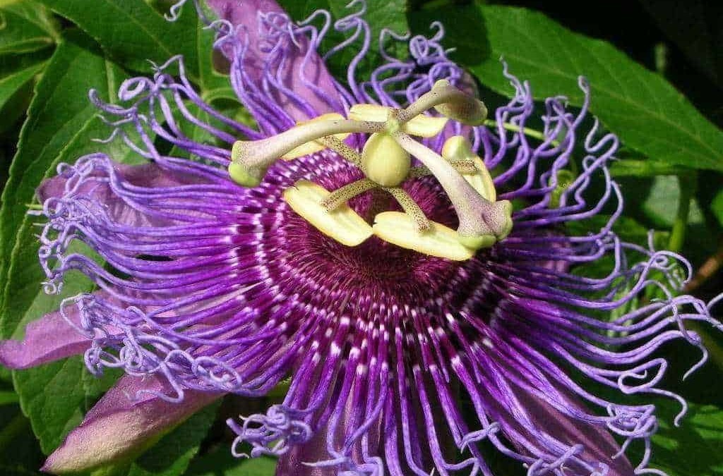 Passiflora edulis fiore con insetto che si arrampica sui petali, dettaglio di un fiore di passiflora, pianta tropicale con fiori viola e foglie verdi.