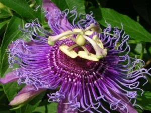Passiflora edulis fiore con insetto che si arrampica sui petali, dettaglio di un fiore di passiflora, pianta tropicale con fiori viola e foglie verdi.