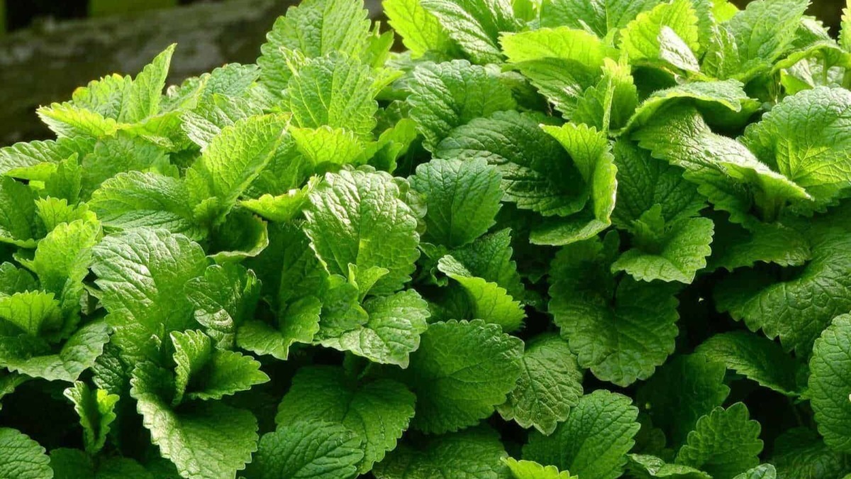 Melissa: pianta aromatica dalle foglie profumate
