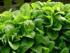 Melissa: pianta aromatica dalle foglie profumate