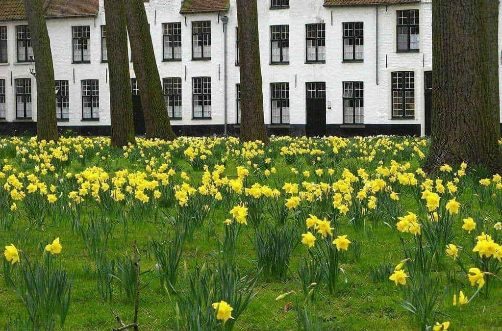 Fiore di narcisi gialli in primo piano di fronte a una casa di mattoni rossi e finestre grandi, immerso in un giardino verde e rigoglioso.