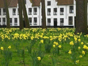 Fiore di narcisi gialli in primo piano di fronte a una casa di mattoni rossi e finestre grandi, immerso in un giardino verde e rigoglioso.