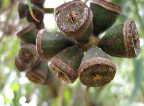 Bacche di piante tropicali verdi con corteccia spessa, dettaglio vicino.