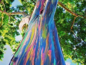 Arcobaleno sul tronco dell'albero, natura colorata, esemplare di laurel, ecosistema verde, paesaggio naturale, fotografia artistica di natura, ambiente sostenibile.