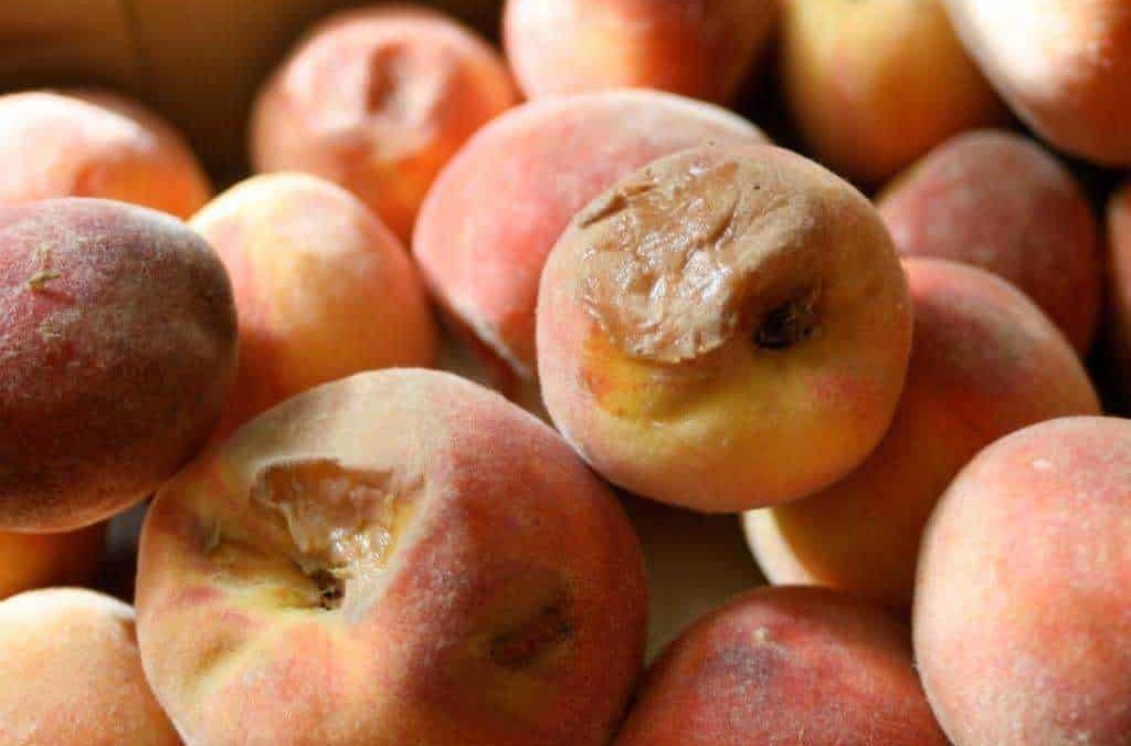 Pesche fresche e succose, ideale per ricette dolci o gustare come spuntino salutare. Frutta di alta qualità, perfetta per una dieta equilibrata e ricca di vitamine.